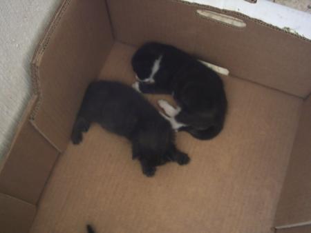 petit(s) chaton(s)
