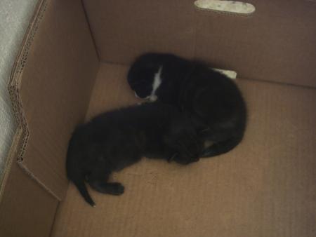 petit(s) chaton(s)