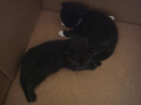 petit(s) chaton(s)