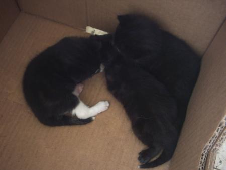 petit(s) chaton(s)