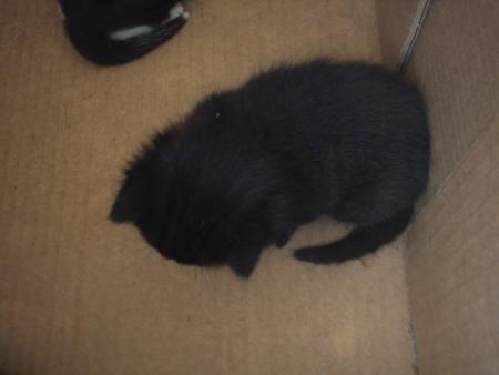 petit(s) chaton(s)