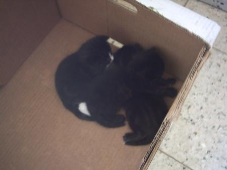 petit(s) chaton(s)