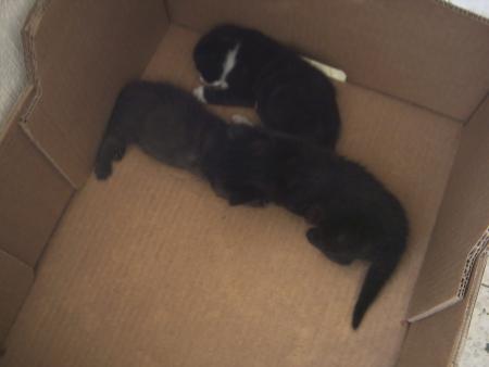 petit(s) chaton(s)