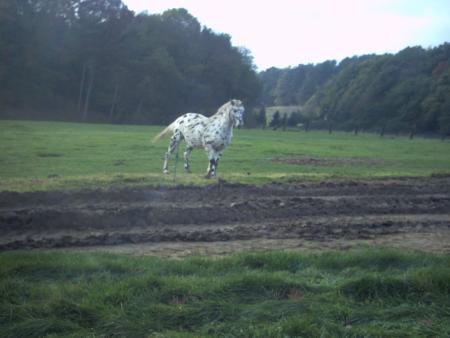 Lasnes